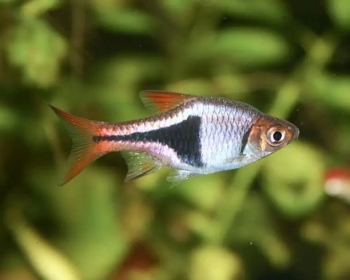 Расбора клиновидная (Rasbora heteromorpha)