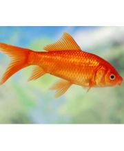 Комета красная (Carassius auratus var.) Комета красная (Carassius auratus var.)