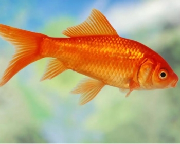Комета красная (Carassius auratus var.)