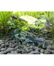 Рак карликовый разукрашенный (Cambarellus texanus) Рак карликовый разукрашенный (Cambarellus texanus)