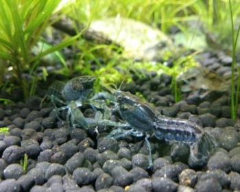 Рак карликовый разукрашенный (Cambarellus texanus)