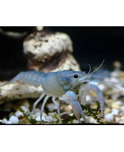 Рак голубой (Procambarus cubensis) Рак голубой (Procambarus cubensis)