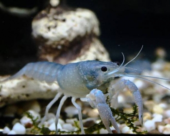 Рак голубой (Procambarus cubensis)