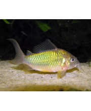 Брохис изумрудный (Brochis splendens) Брохис изумрудный (Brochis splendens)
