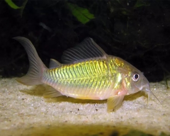 Брохис изумрудный (Brochis splendens)