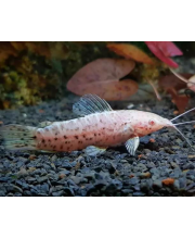 Торакатум альбинос (Hoplosternum thoracatum albino) Торакатум альбинос (Hoplosternum thoracatum albino)
