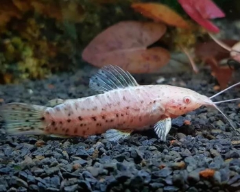 Торакатум альбинос (Hoplosternum thoracatum albino)