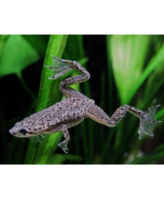 Лягушка карликовая (Hymenochirus boettgeri) Лягушка карликовая (Hymenochirus boettgeri)