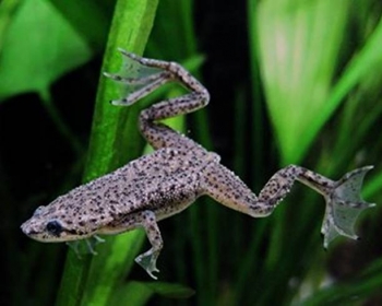 Лягушка карликовая (Hymenochirus boettgeri)