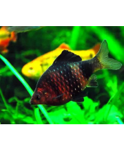Барбус черный (Barbus nigrofasciatus) Барбус черный (Barbus nigrofasciatus)