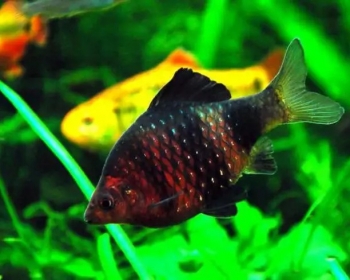 Барбус черный (Barbus nigrofasciatus)