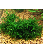 Мох яванский (Vesicularis dubyana) Мох яванский (Vesicularis dubyana)