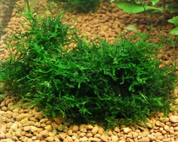 Мох яванский (Vesicularis dubyana)