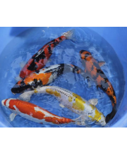 Карп кои ассорти (Carassius auratus var.) Карп кои ассорти (Carassius auratus var.)