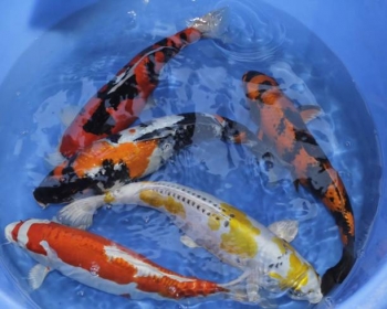 Карп кои ассорти (Carassius auratus var.)