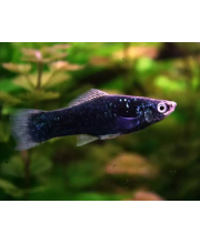 Меченосец черный (Xiphophorus hellerii var.) Меченосец черный (Xiphophorus hellerii var.)
