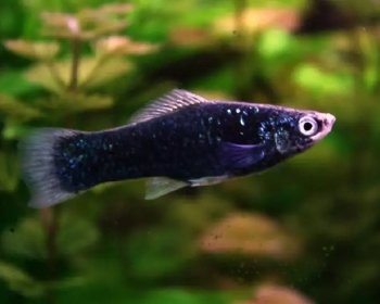 Меченосец черный (Xiphophorus hellerii var.)