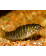 Боция полосатая (Botia striata) Боция полосатая (Botia striata)