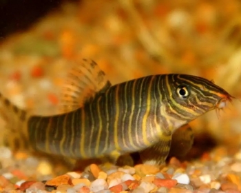 Боция полосатая (Botia striata)