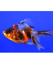 Риукин ситцевый (Carassius auratus var.) Риукин ситцевый (Carassius auratus var.)