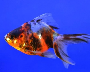 Риукин ситцевый (Carassius auratus var.)