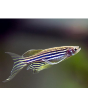 Данио рерио (Danio rerio) Данио рерио (Danio rerio)