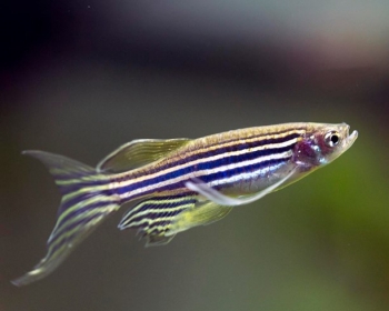 Данио рерио (Danio rerio)