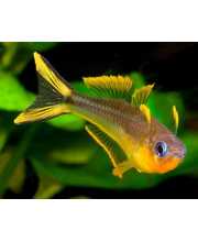 Попондетта фурката (Pseudomugil furcatus) Попондетта фурката (Pseudomugil furcatus)