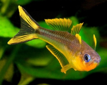 Попондетта фурката (Pseudomugil furcatus)