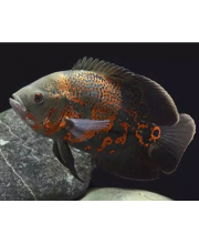 Астронотус ассорти (Astronotus ocellatus var.) Астронотус ассорти (Astronotus ocellatus var.)