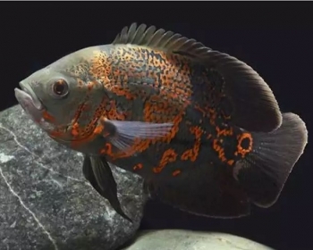 Астронотус ассорти (Astronotus ocellatus var.)