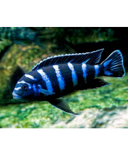 Псевдотрофеус Демассони (Pseudotropheus demasoni) Псевдотрофеус Демассони (Pseudotropheus demasoni)