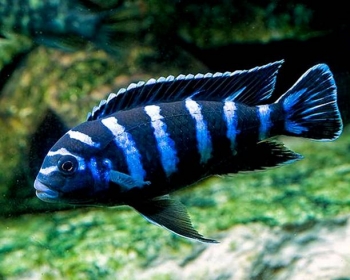 Псевдотрофеус Демассони (Pseudotropheus demasoni)