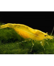 Креветка желтый огонь (Neocaridina davidi var) Креветка желтый огонь (Neocaridina davidi var)