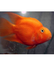 Попугай красный (Blood parrot cichlid) Попугай красный (Blood parrot cichlid)