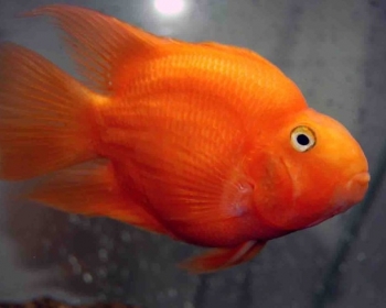 Попугай красный (Blood parrot cichlid)