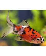 Комета ситцевая (Carassius auratus var.) Комета ситцевая (Carassius auratus var.)