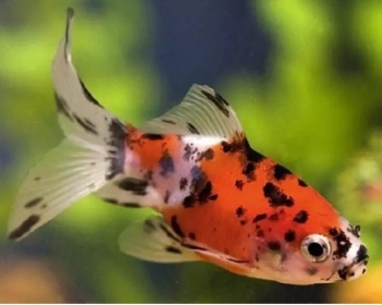 Комета ситцевая (Carassius auratus var.)