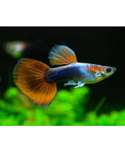 Гуппи Тукседо красно-серебристые самцы (Poecilia reticulata var.)