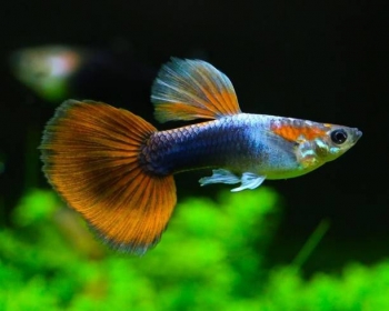 Гуппи Тукседо красно-серебристые самцы (Poecilia reticulata var.)