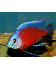 Копадихромис Каданго (Copadichromis sp. Копадихромис Каданго (Copadichromis sp.