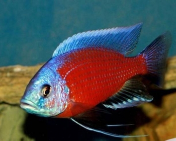 Копадихромис Каданго (Copadichromis sp. 