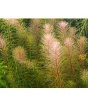 Ротала Валлиха (Rotala wallichii) Ротала Валлиха (Rotala wallichii)