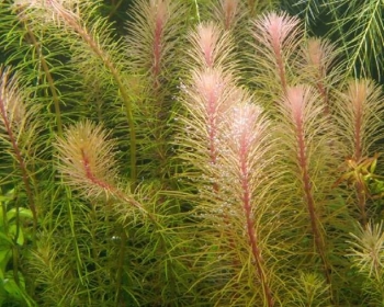 Ротала Валлиха (Rotala wallichii)