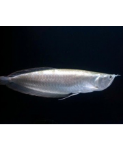 Арована серебряная (Osteoglossum bicirrhosum) Арована серебряная (Osteoglossum bicirrhosum)
