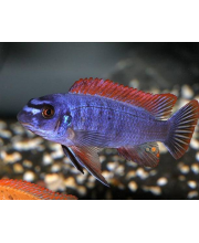 Лабеотрофеус Тревавас (Labeotropheus trewavasae) Лабеотрофеус Тревавас (Labeotropheus trewavasae)