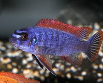Лабеотрофеус Тревавас (Labeotropheus trewavasae)