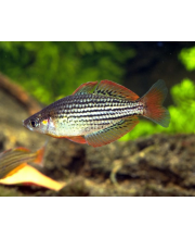 Меланотения Маккалоха (Melanotaenia maccullochi) Меланотения Маккалоха (Melanotaenia maccullochi)