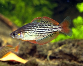 Меланотения Маккалоха (Melanotaenia maccullochi)