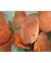 Дискус альбинос леопардовая змея (Symphysodon aequifasciatus var.)